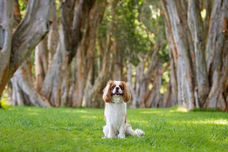 a dog that is sitting in the grass