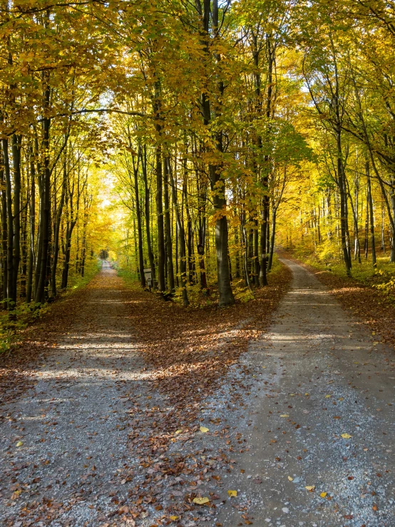 a wooded road in a forest in the autumn
