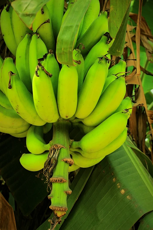 a banana tree with bunches of bananas growing on it