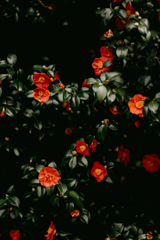 a bush with bright red flowers growing on it