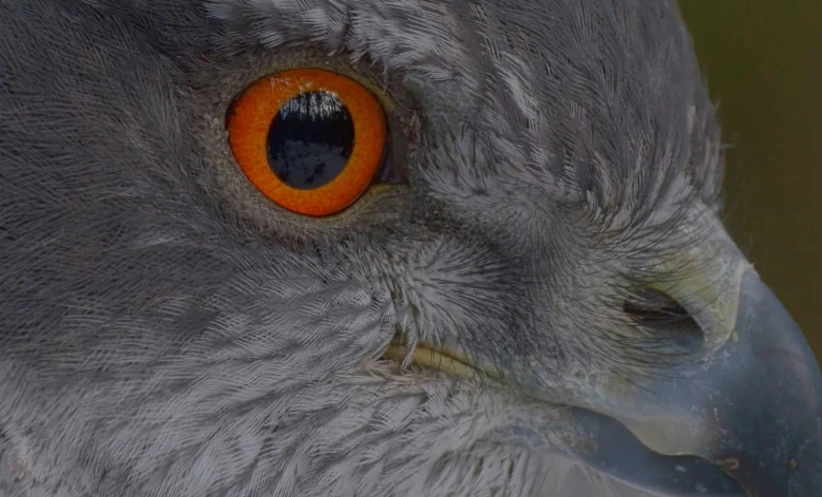 close up po of the eye and bird's feathers