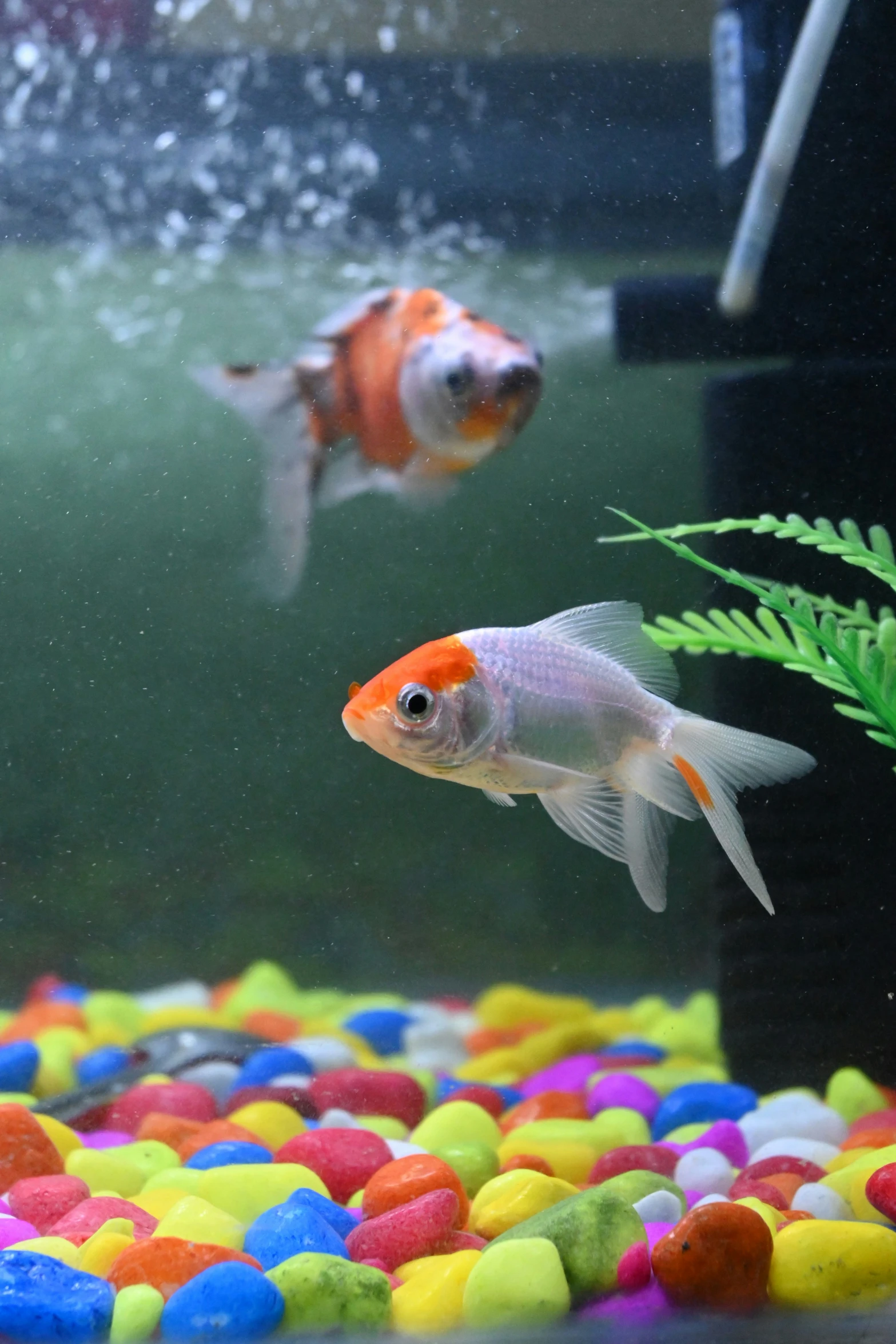 two orange and white fish swimming in a large aquarium