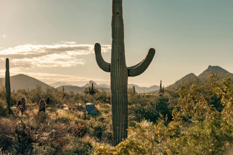 a large cactus with trees in the background