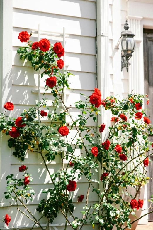 red flowers in front of a white house