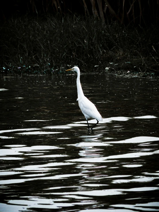 a white bird standing in the middle of a body of water