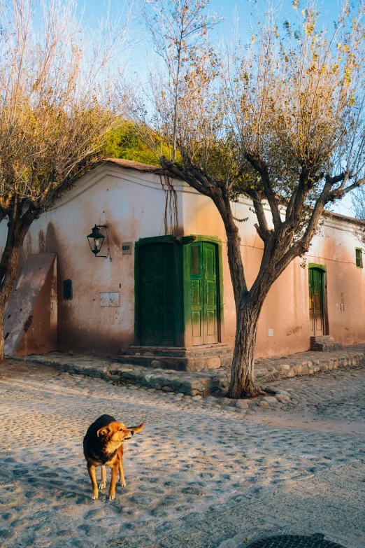 a dog stands in the dirt by a building