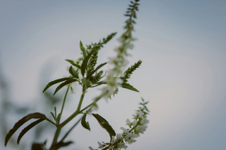 a flower is shown in the image with its buds and leaves