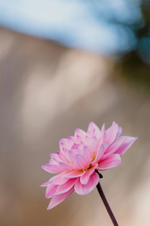 a flower with two petals attached and one stem