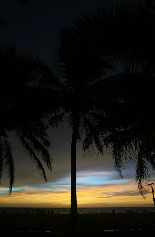 palm trees at sunset with the sky reflecting off of them