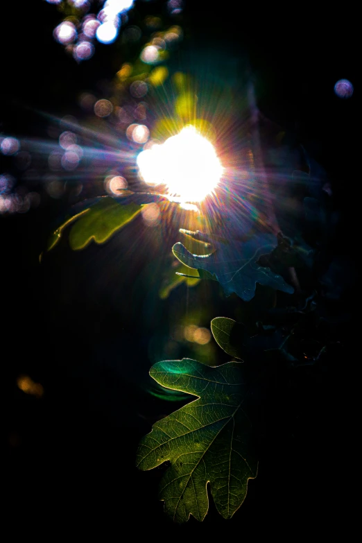 the sun peeking through some leaves on a tree