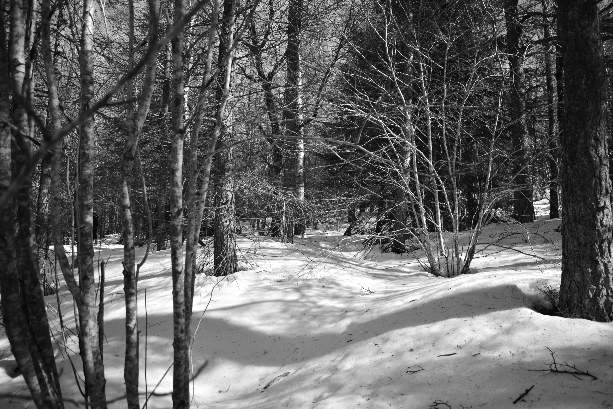 a black and white image of snow covered forest