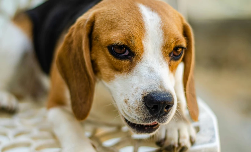 a beagle dog looking back and barking while sitting