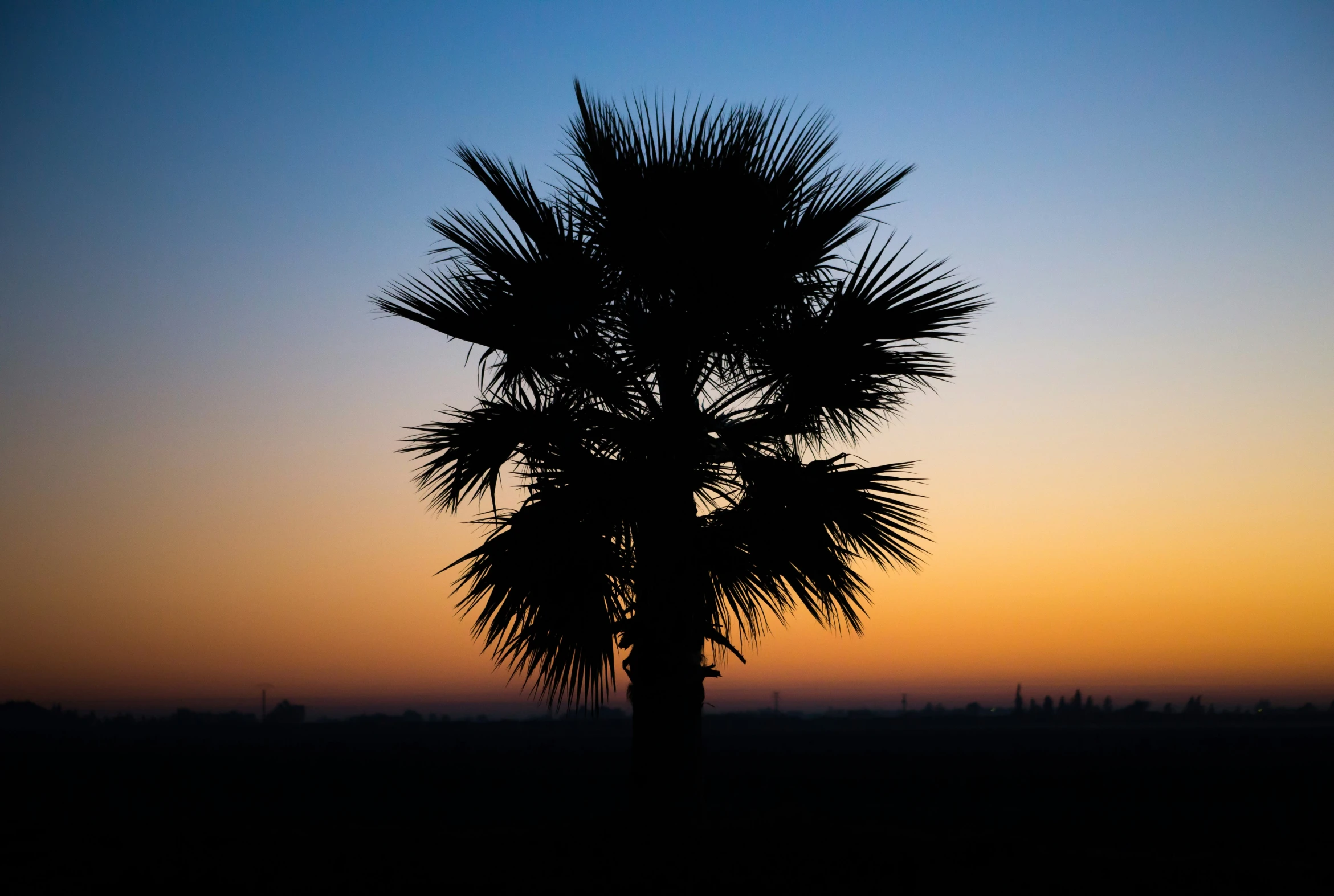 a palm tree with the sun behind it