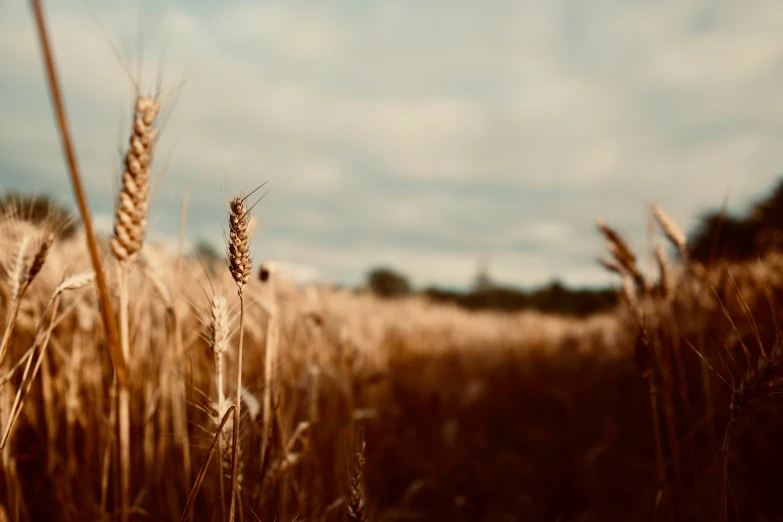 a ripe field with lots of tall grass