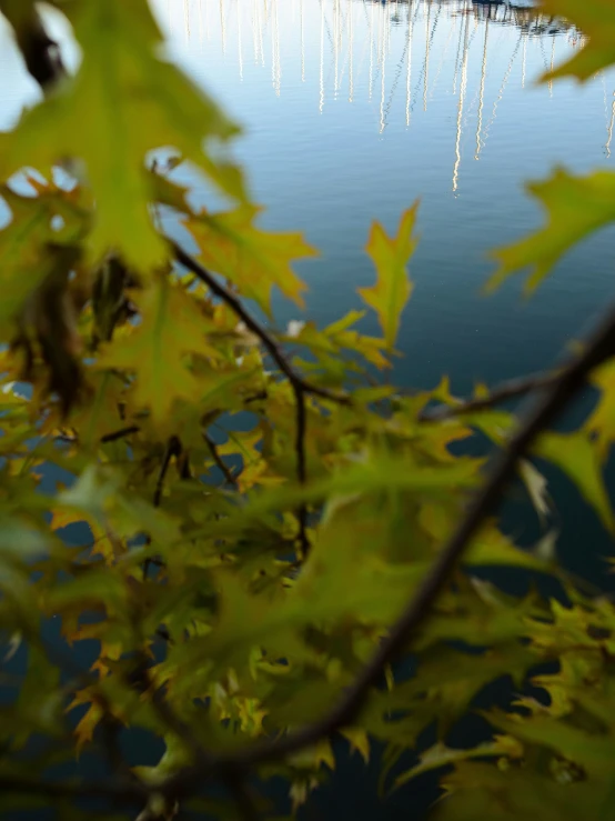 some sail boats are in the water and some green leaves