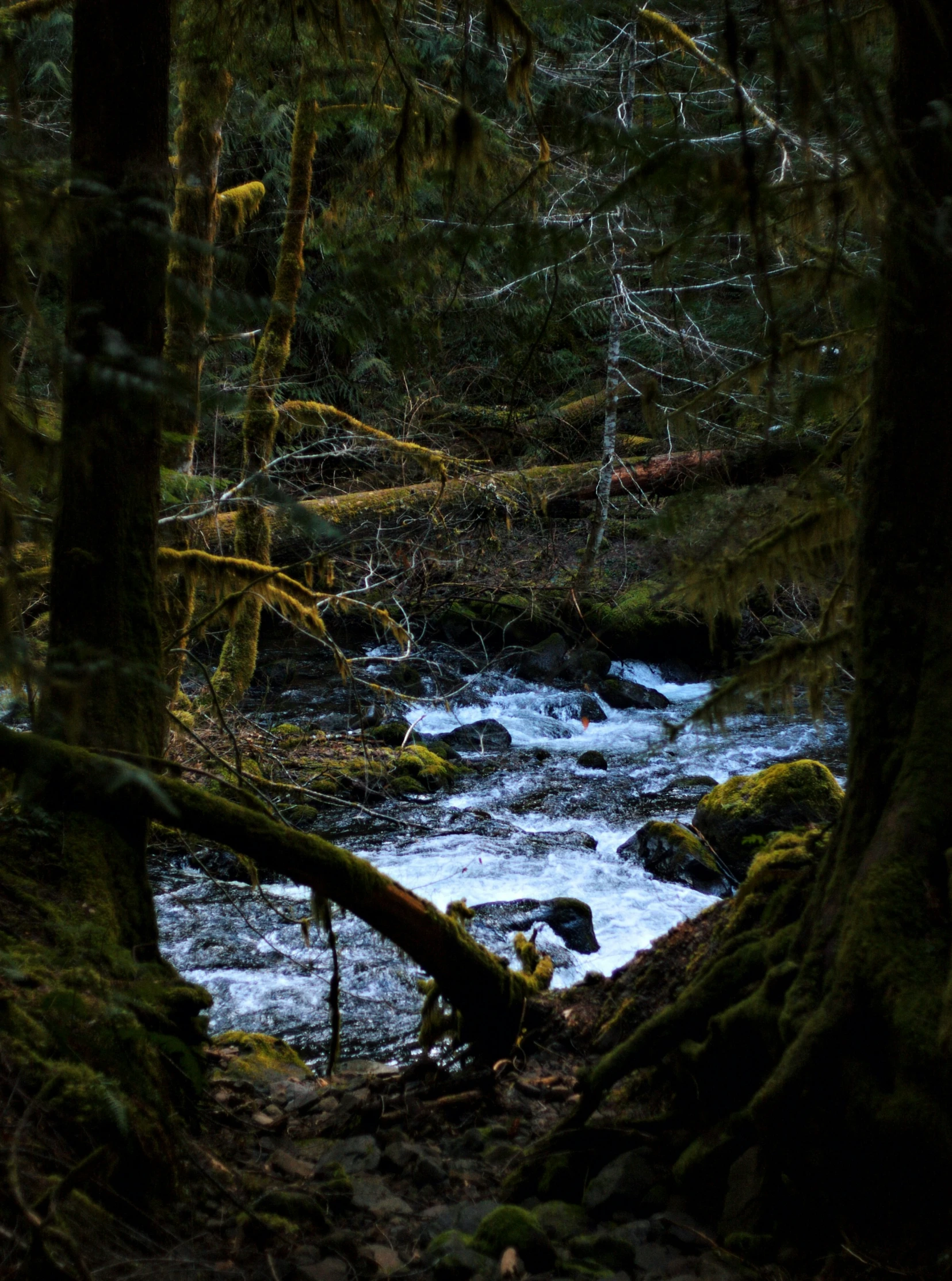 a stream is running between trees, mossy rock and rocks