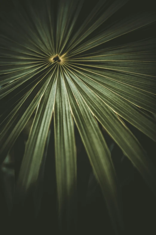 an abstract image of green plant leaves