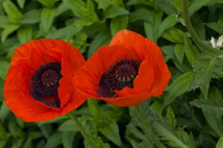 two red flowers with black centers and large green leaves