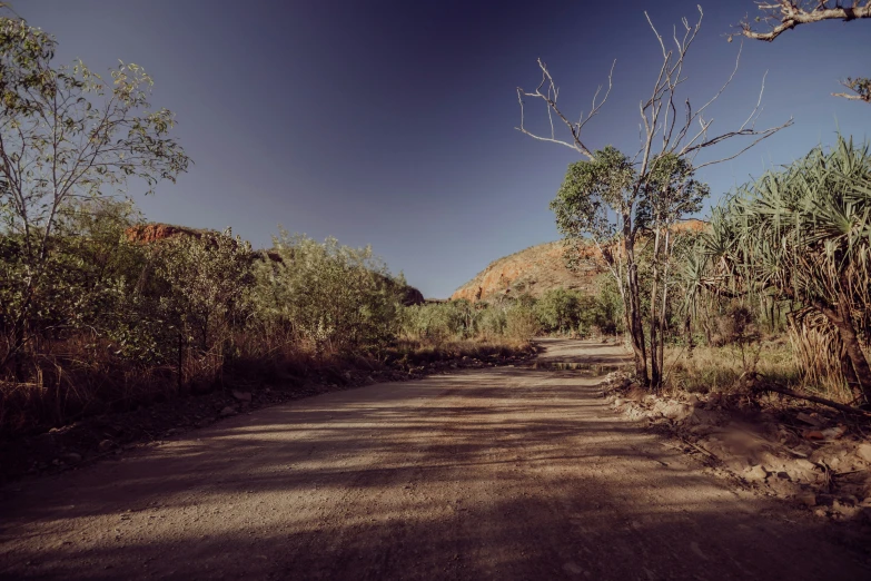 the road is full of trees and bushes