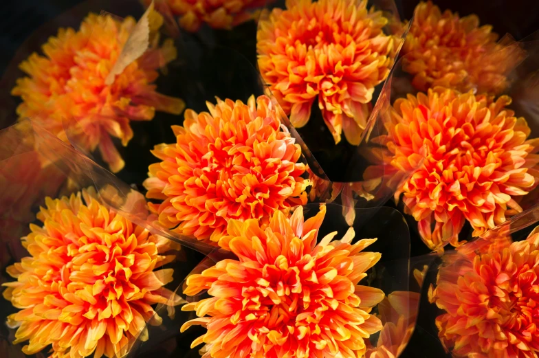 a close up of some very pretty flowers