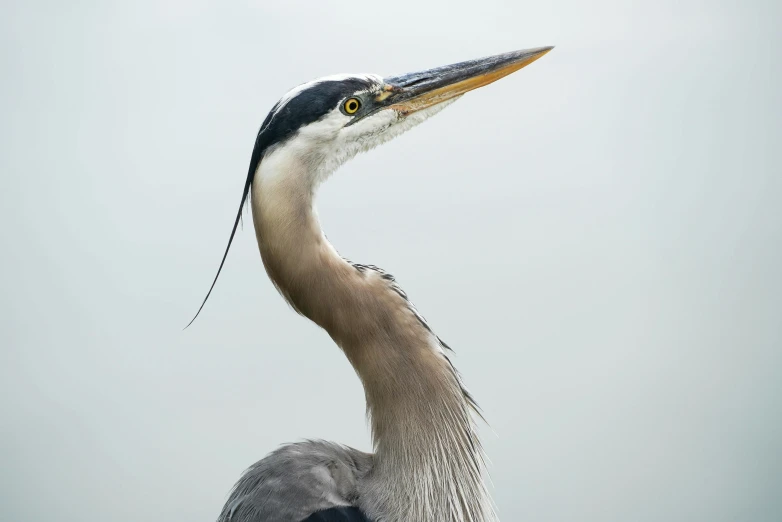 a grey bird standing with a long neck