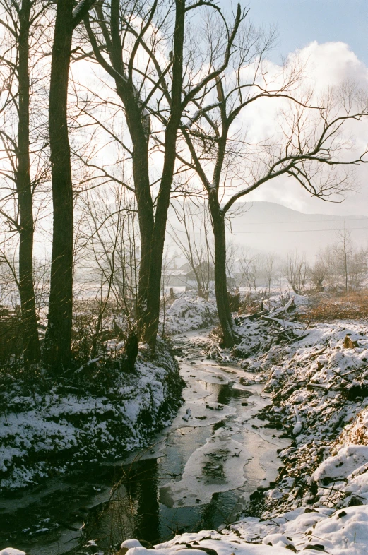 a river runs between several trees in the snow