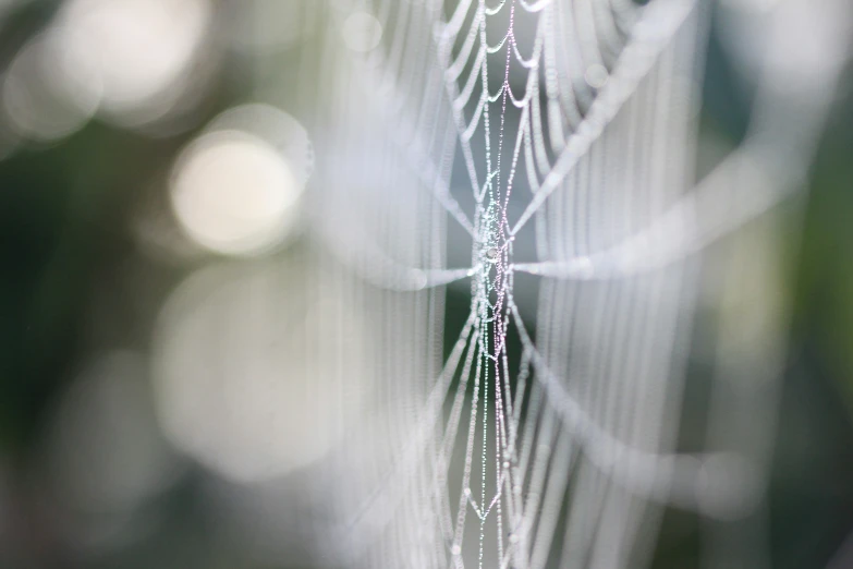 a spider web with water droplets on it