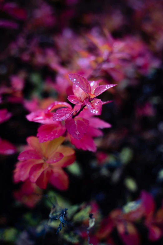 a small red plant with tiny green leaves