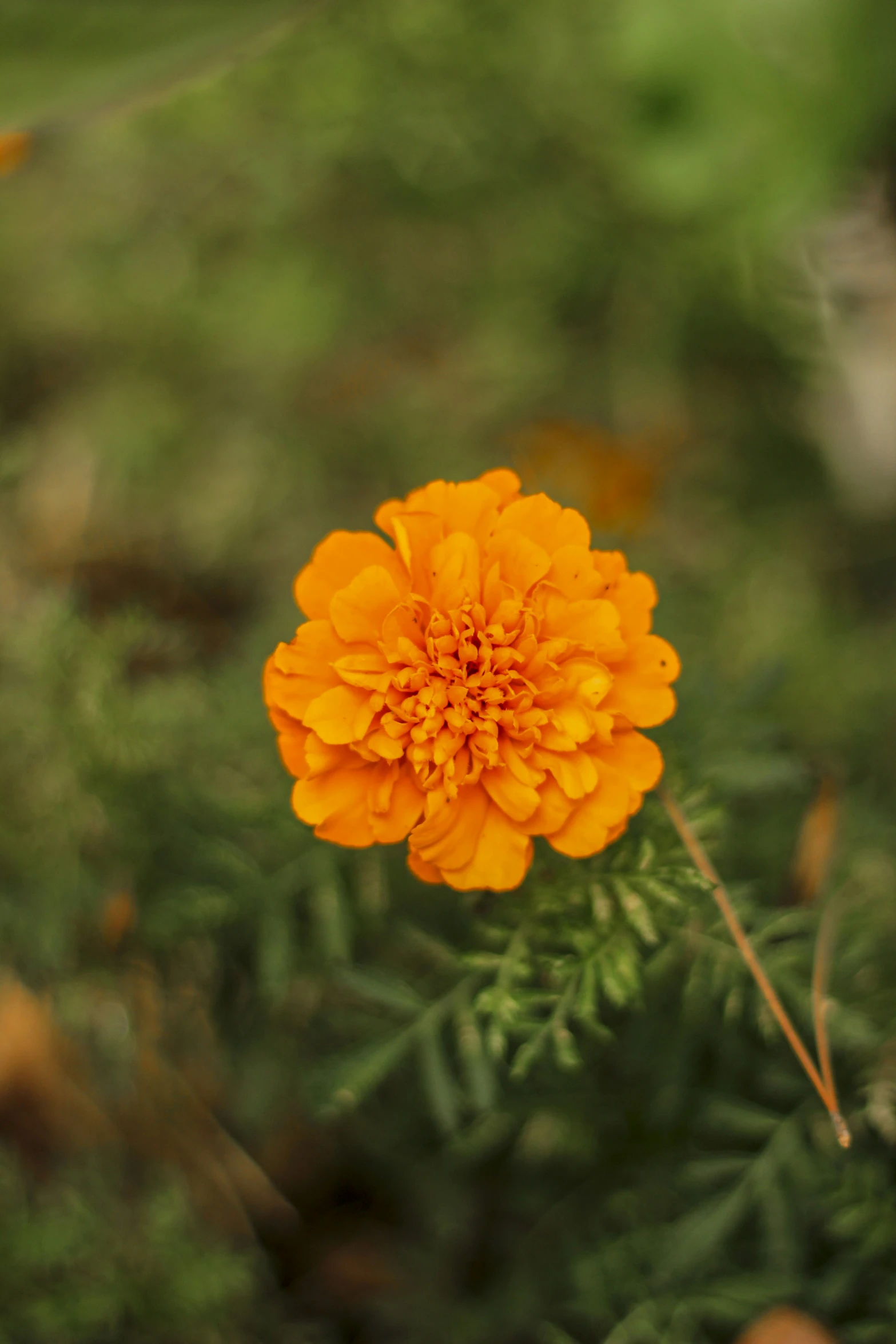 a bright yellow flower sits in the middle of grass