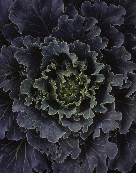 the top view of green and black cabbage