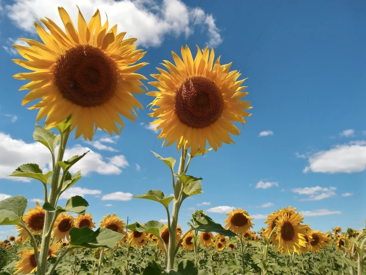 three large sunflowers standing tall and fully blooming in the grass