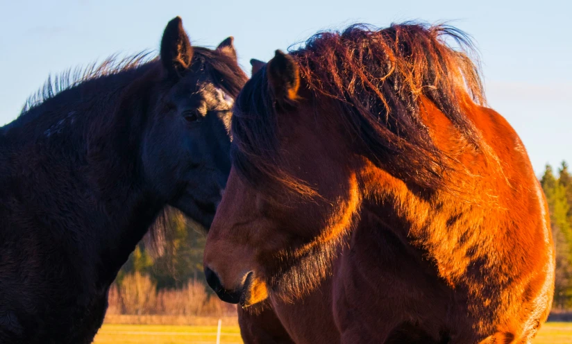 two horses standing close to each other with one facing the opposite way