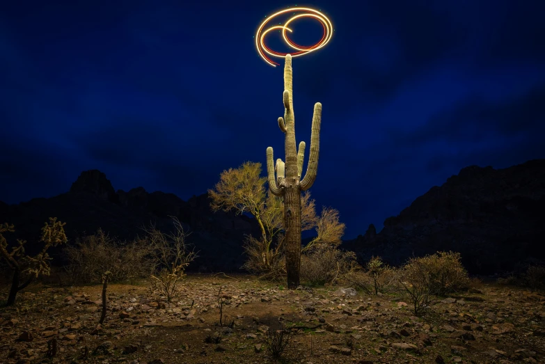 a tall cactus has a light painted circle