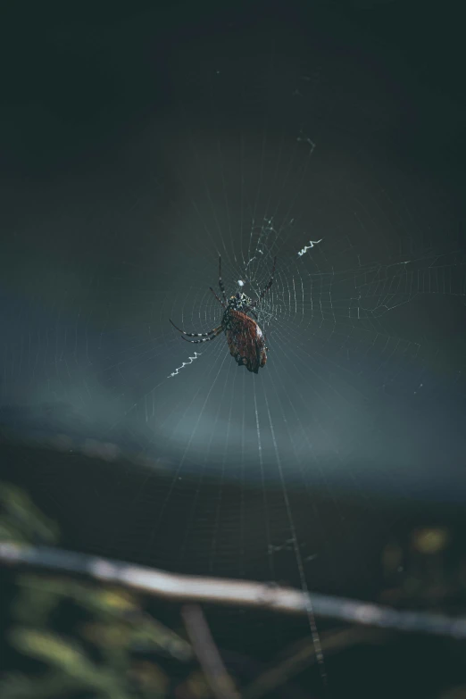 a spider is on its web inside a fence