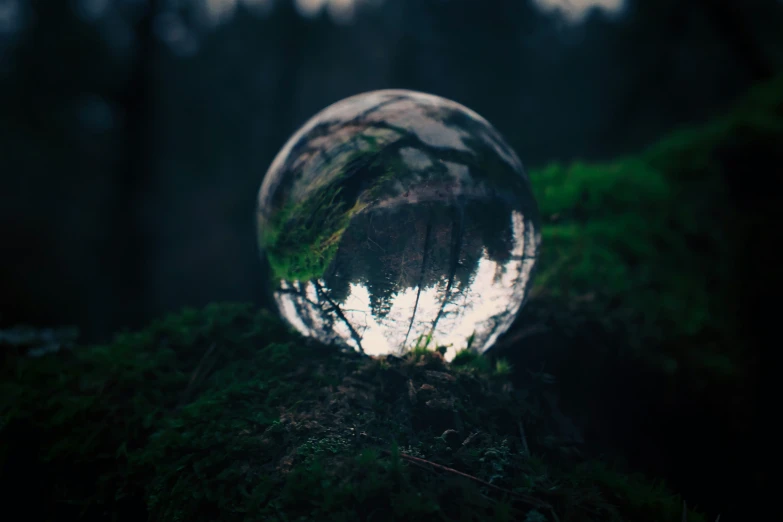 some moss that is growing and reflecting a reflection of another person