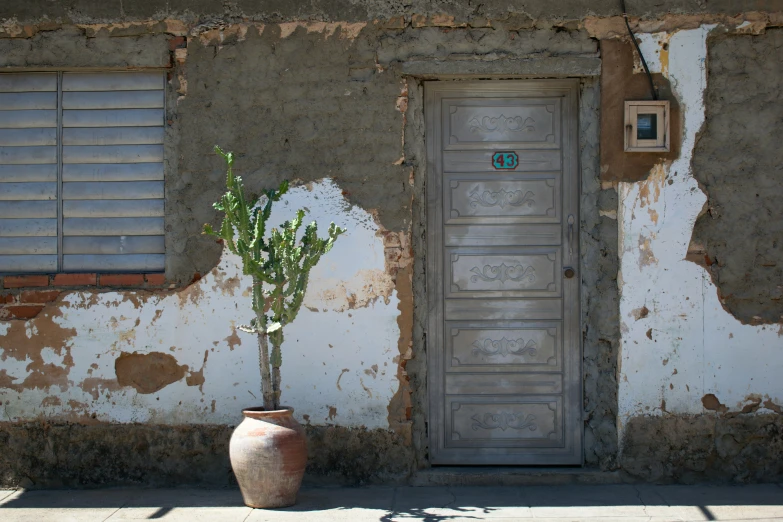 a plant growing in a clay pot next to an adobe building