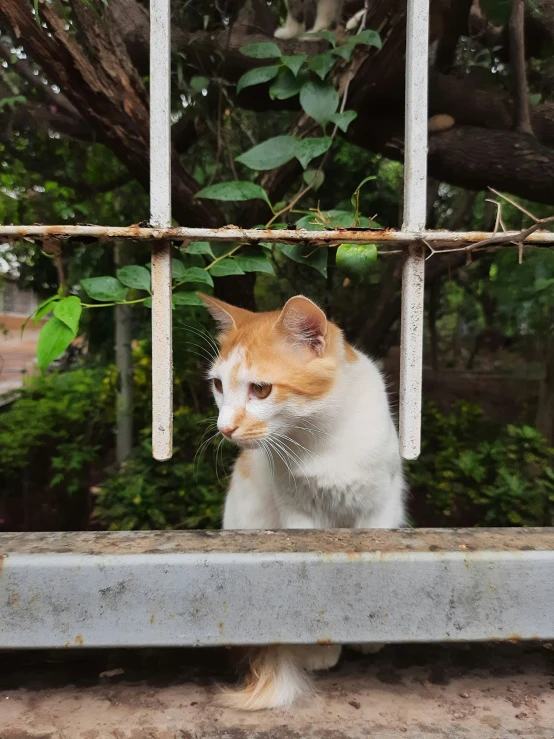 an orange and white cat sitting on the edge of a cement slab