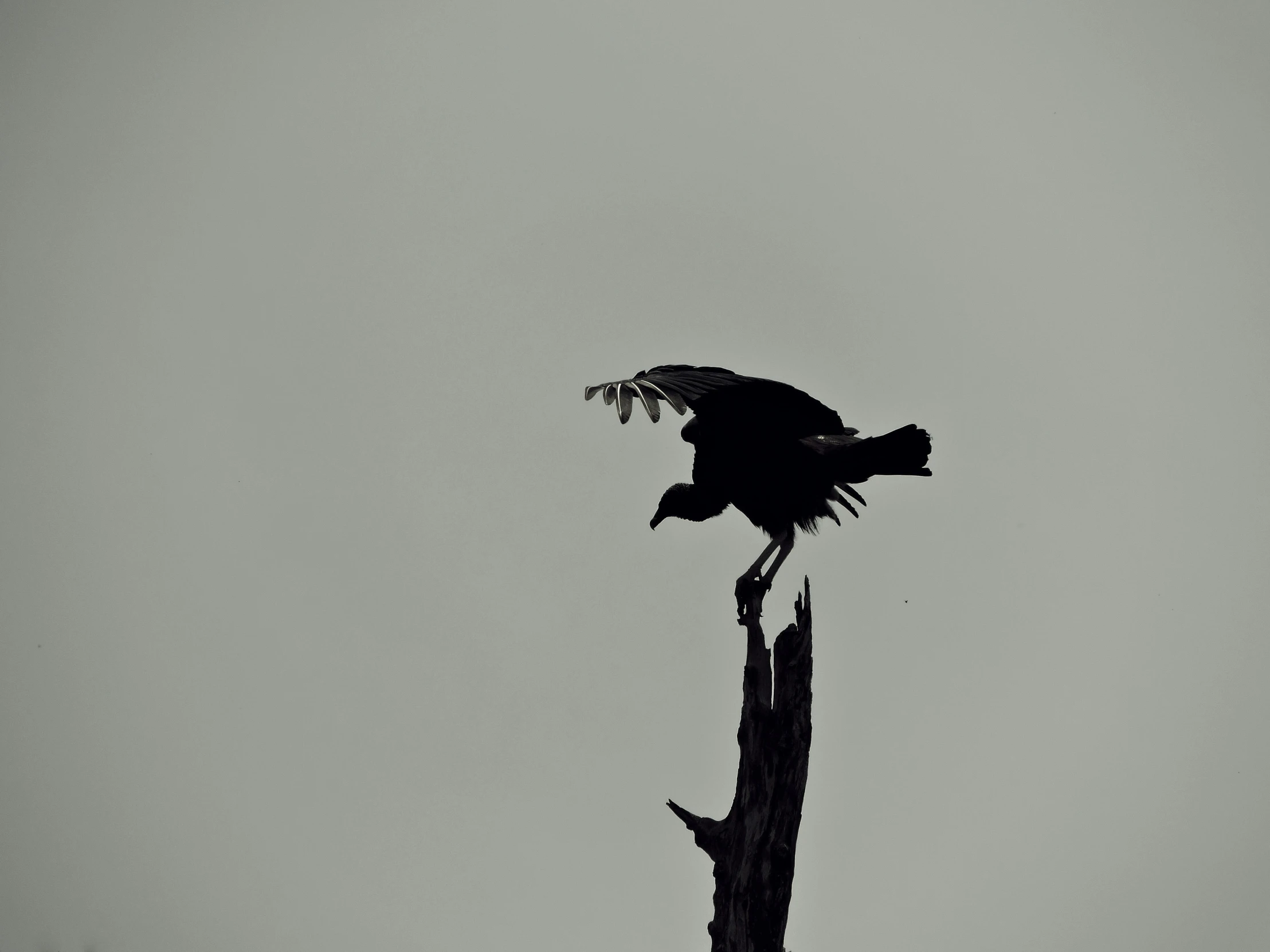 an animal standing on top of a tall plant