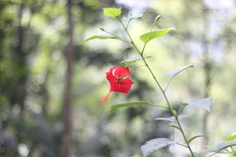 a red flower with leaves around it is surrounded by trees