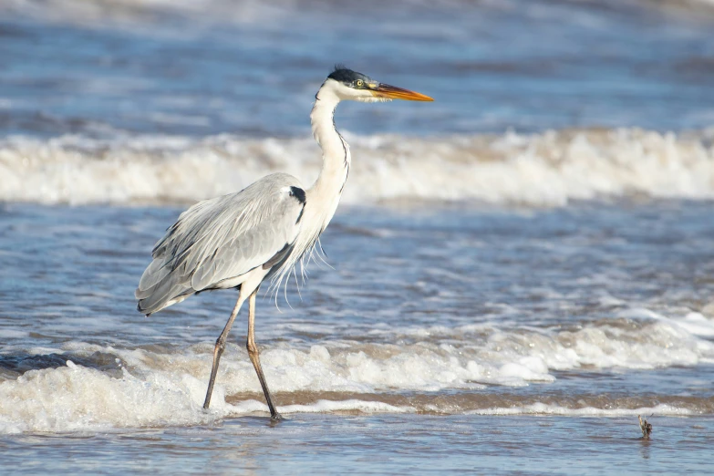 the bird is walking on the beach near the water