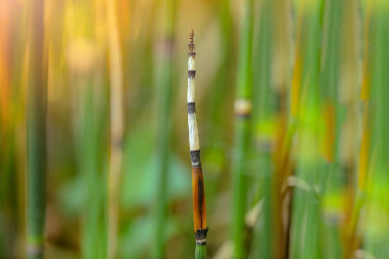 a small insect on the tip of the pole in tall grass