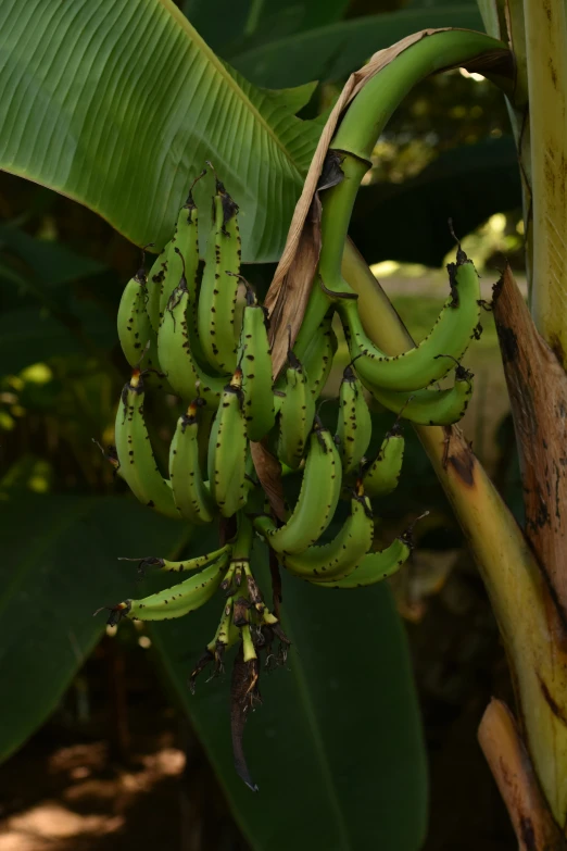 there are many bananas hanging from the tree