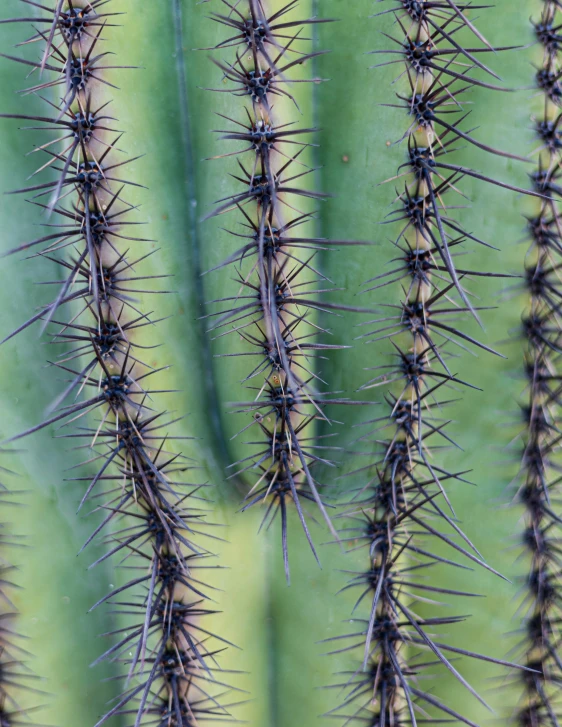 many small cactus spines on a green plant