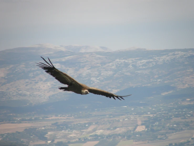 a big bird flies over the mountains in the sky