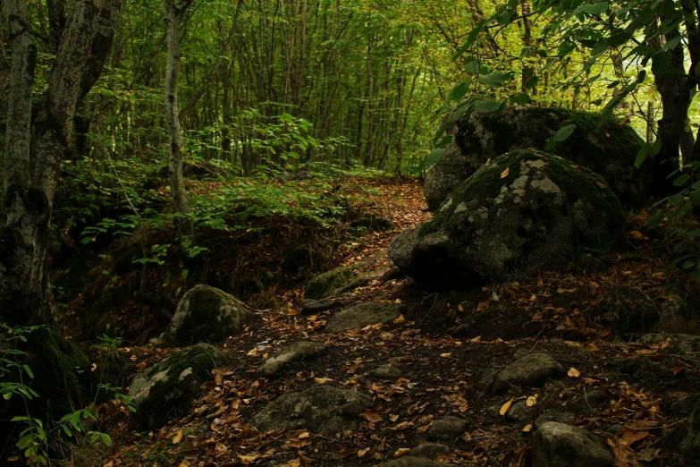 the dirt trail through the woods is very dirt