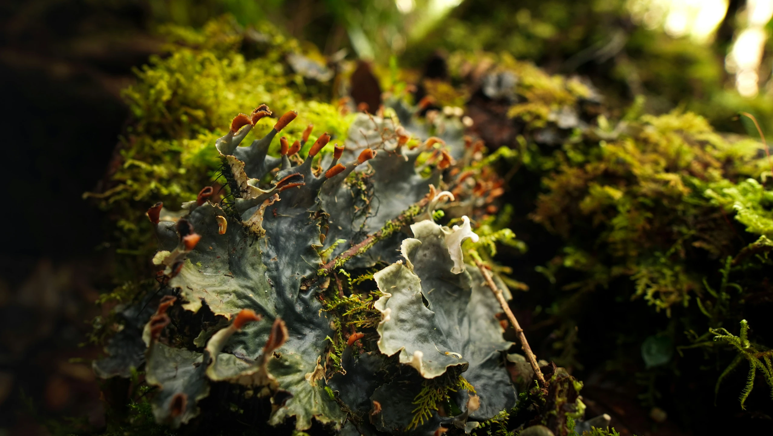 the moss on the ground has green and yellow leaves