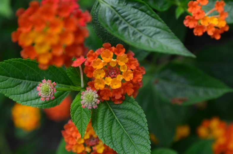 a cluster of flowers with leaves near one another