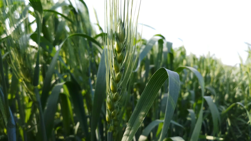 a corn field with a number of leaves