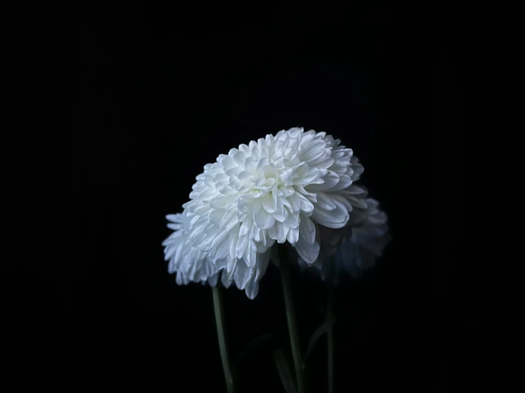 the center white flower of a large white flower in black background