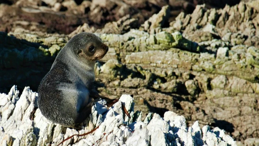 a seal stands on the rocks looking to its left